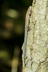 Waldeidechse