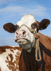 Brown cow staring in infinity