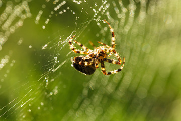 Spider on the web