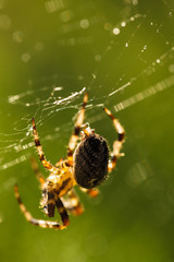 Spider on the web