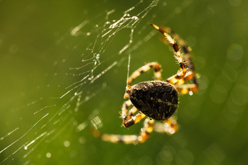Spider on the web