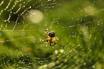 Spider on the web