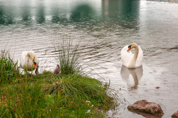 Couple of swans with baby birds on the lake - obrazy, fototapety, plakaty