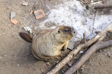 marmot