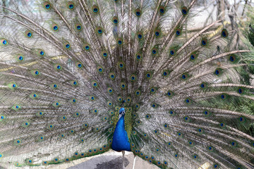 peacock