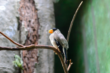 bird with yellow beak