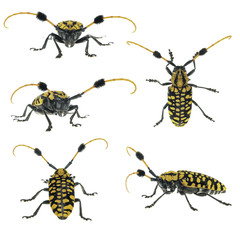 Set Common Tuft-bearing Longhorn (Aristobia approximator) on whi