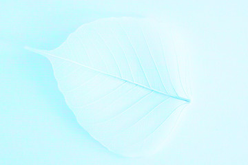 Fototapeta na wymiar white foliage