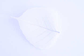 white foliage