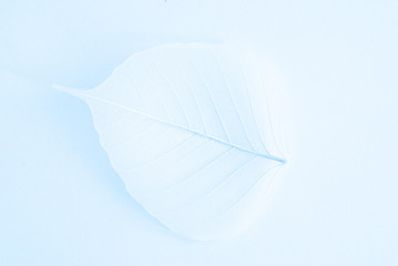 white foliage