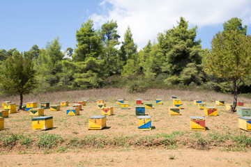 Bee Hives