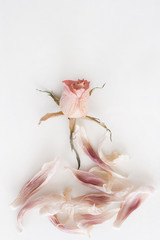romantische Rose