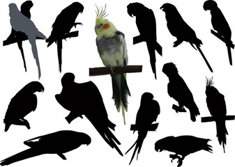 set of isolated parrots