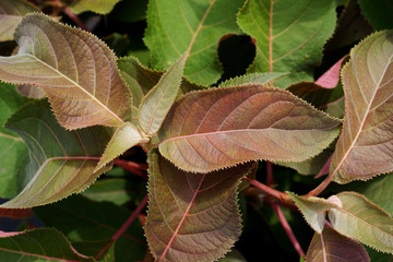 Hydrangea aspera Hot Chocolate