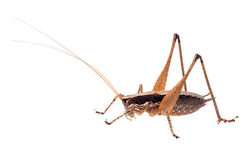 Rhacocleis insect. Isolated on white.
