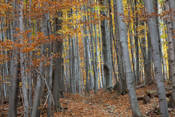 silver beech tree  against the dry leaves