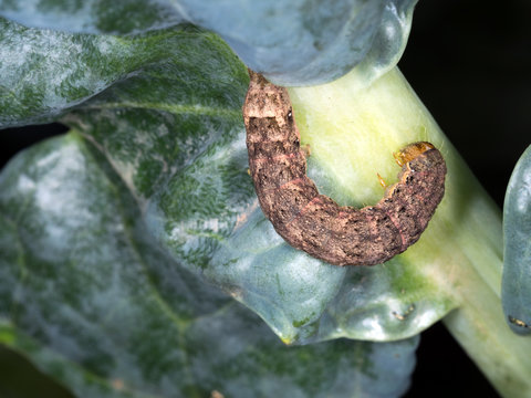 Caterpillar, garden pest. Cabbage Moth. Mamestra brassicae.