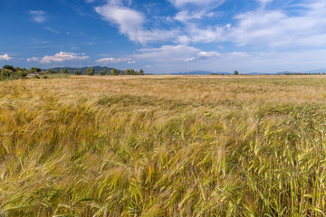 Wheat growing in green farm field