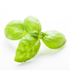 Fototapeta premium Green basil isolated