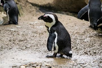 Fototapeta premium Pinguino di Magellano