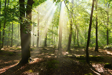 forest