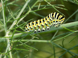 Papilio machaon, Swallowtail butterfly caterpillar, in fennel.