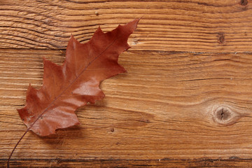 Naklejka na ściany i meble autumn leaf and chestnuts