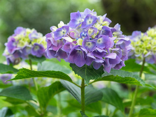 Hydrangea