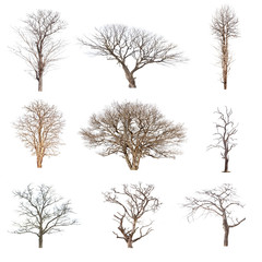 Conlection of trees without leaves isolated on white background