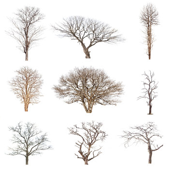 Conlection of trees without leaves isolated on white background