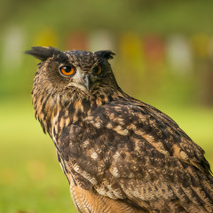 portrait of the eurasian eagle-owl