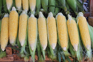 Cobs corn © Tatty