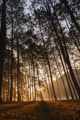 Sunrise in pine forest
