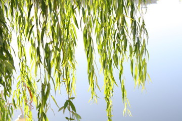 Weeping willow leaves © daizuoxin