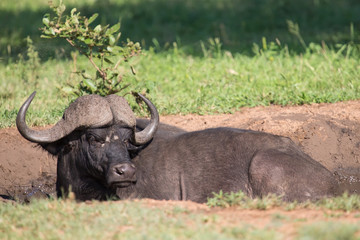 Cape buffalo mud play in mud to cool down protect from insects