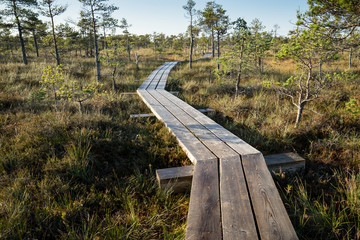 wooden footpath on the bog