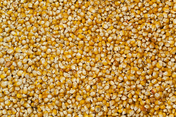 corn background high resolution