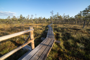 Fototapeta na wymiar wooden footpath on the bog