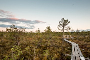 Obraz premium wooden footpath on the bog