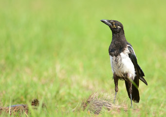 Magpie