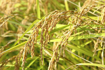 稲穂