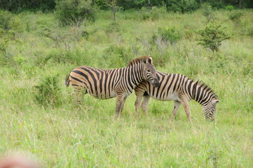 Naklejka premium Zèbre africain