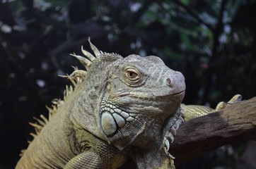 iguane