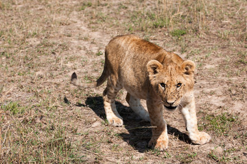 lion