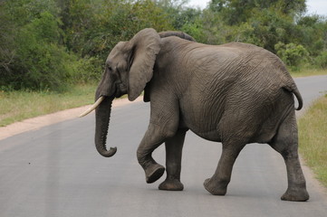 Obraz na płótnie Canvas Eléphant africain