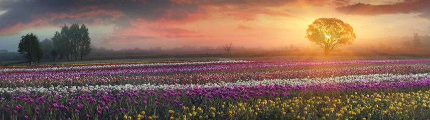 Rolgordijnen blooming tulips © panaramka