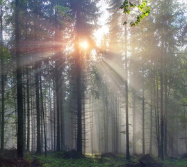 Fototapeta na wymiar Magic Carpathian forest at dawn