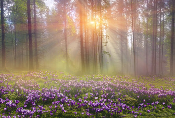 Magic Carpathian forest at dawn