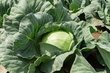 close-up of fresh cabbage vegetable in field background