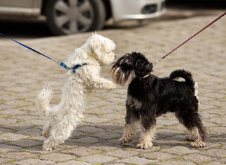 Dogs sniffing